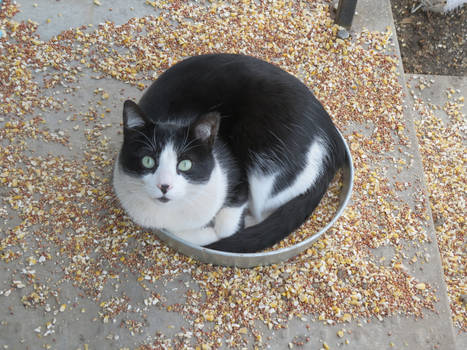 Cat in the birdseed bowl