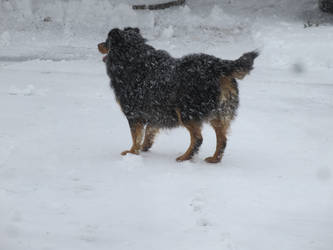 Lance loves the snow!