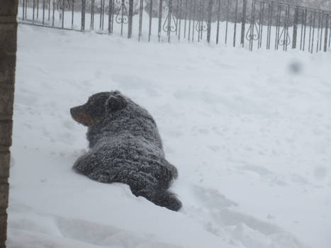 Lance really really loves the snow