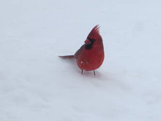 Another Cardinal