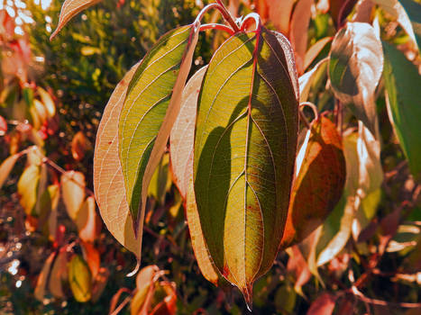 The leaves falls