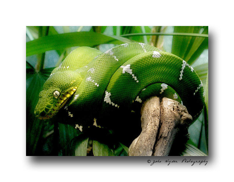 Green Tree Python