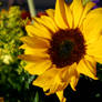 Montana Sunflower