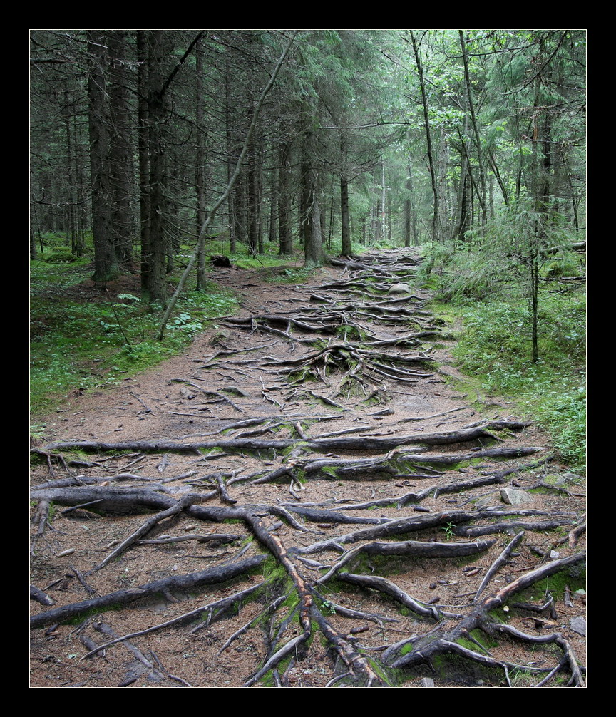 Root Path