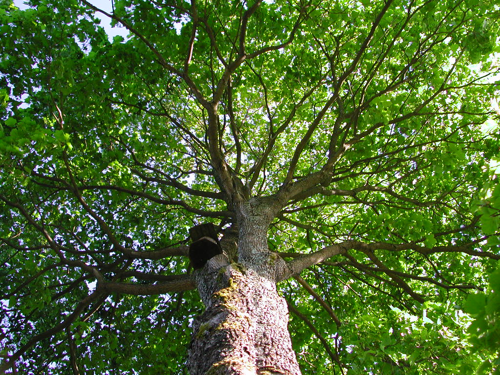 Antiroots
