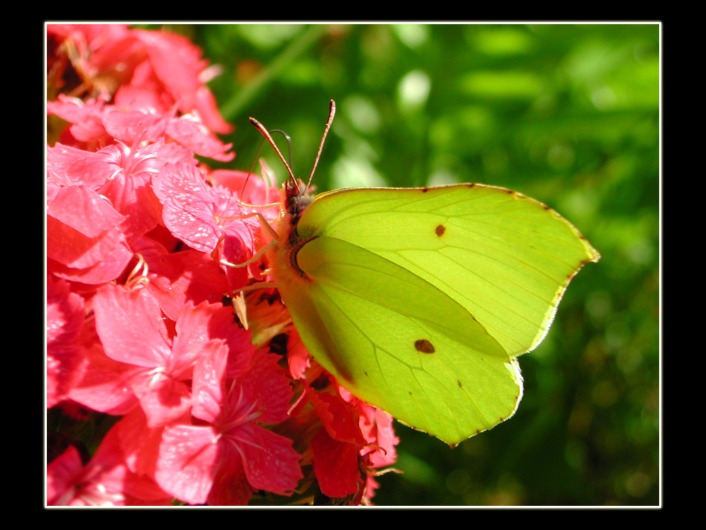 Brimstone butterfly