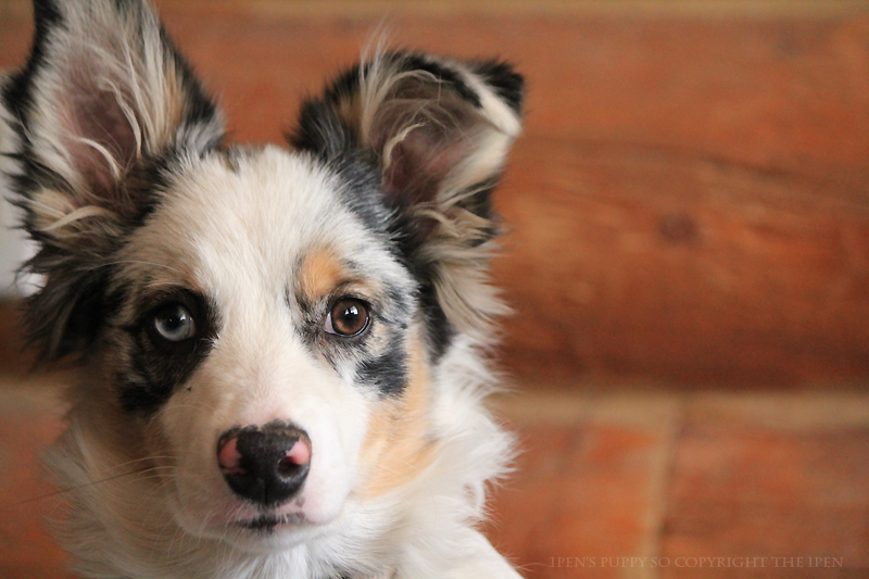 Portrait of a Pup