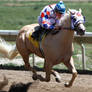Palomino Racehorse