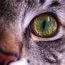 Cat Eye Close Up