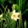 Daffodil...