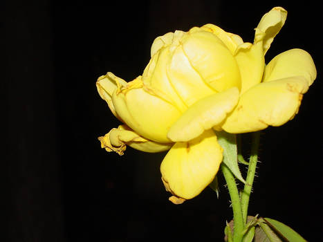 yellow beauty in the darkness