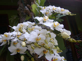 white orchid