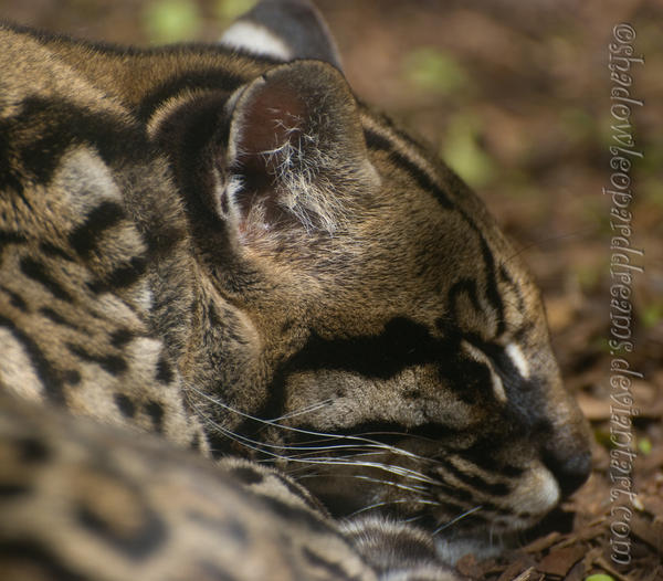 Sleep by shadowleoparddreams