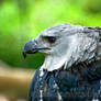 Harpy Eagle