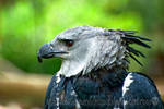 Harpy Eagle by shadowleoparddreams