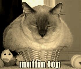 Muffin kitteh!