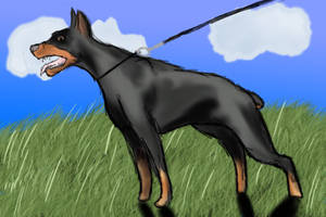 Doberman