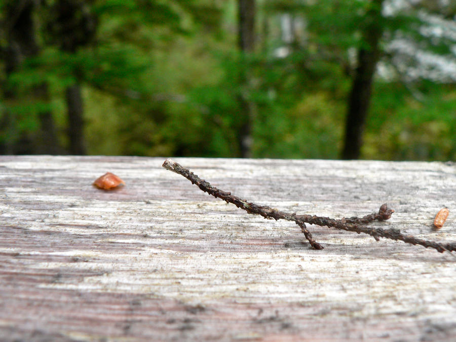 Twig by keithalaska1 on DeviantArt