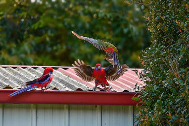 Untitled Crimson Rosellas