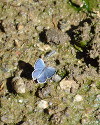 Tiny Blue Friend