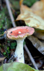 Mushroom Friend