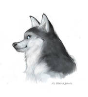 Husky sketch