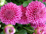 Fall Mums VI by TriciaStucenski