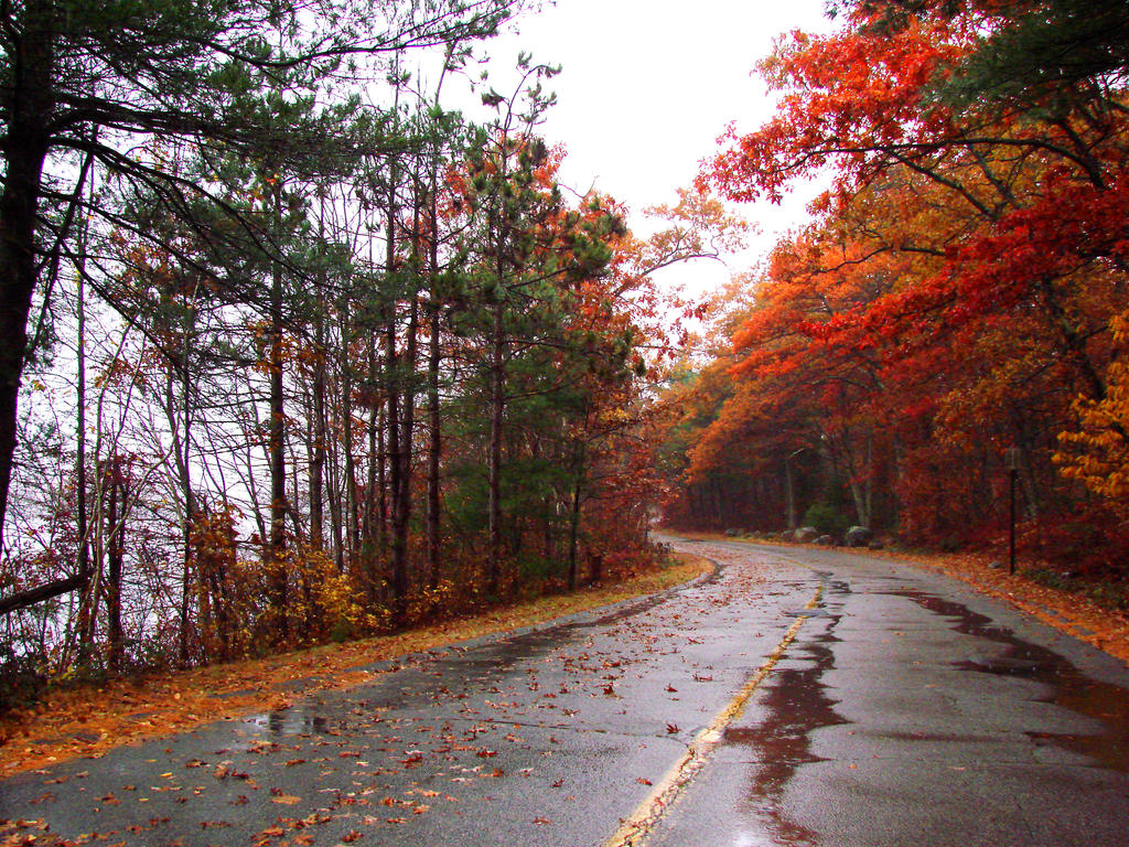 Autumn rain in the Park XI