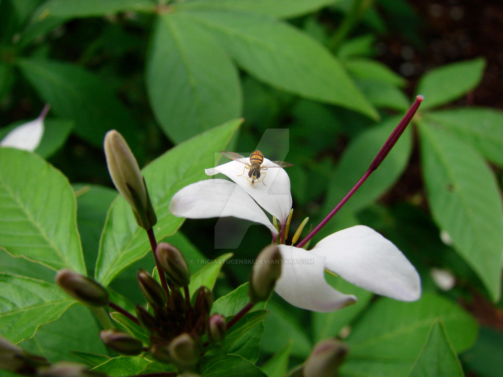 Flower macro XIII