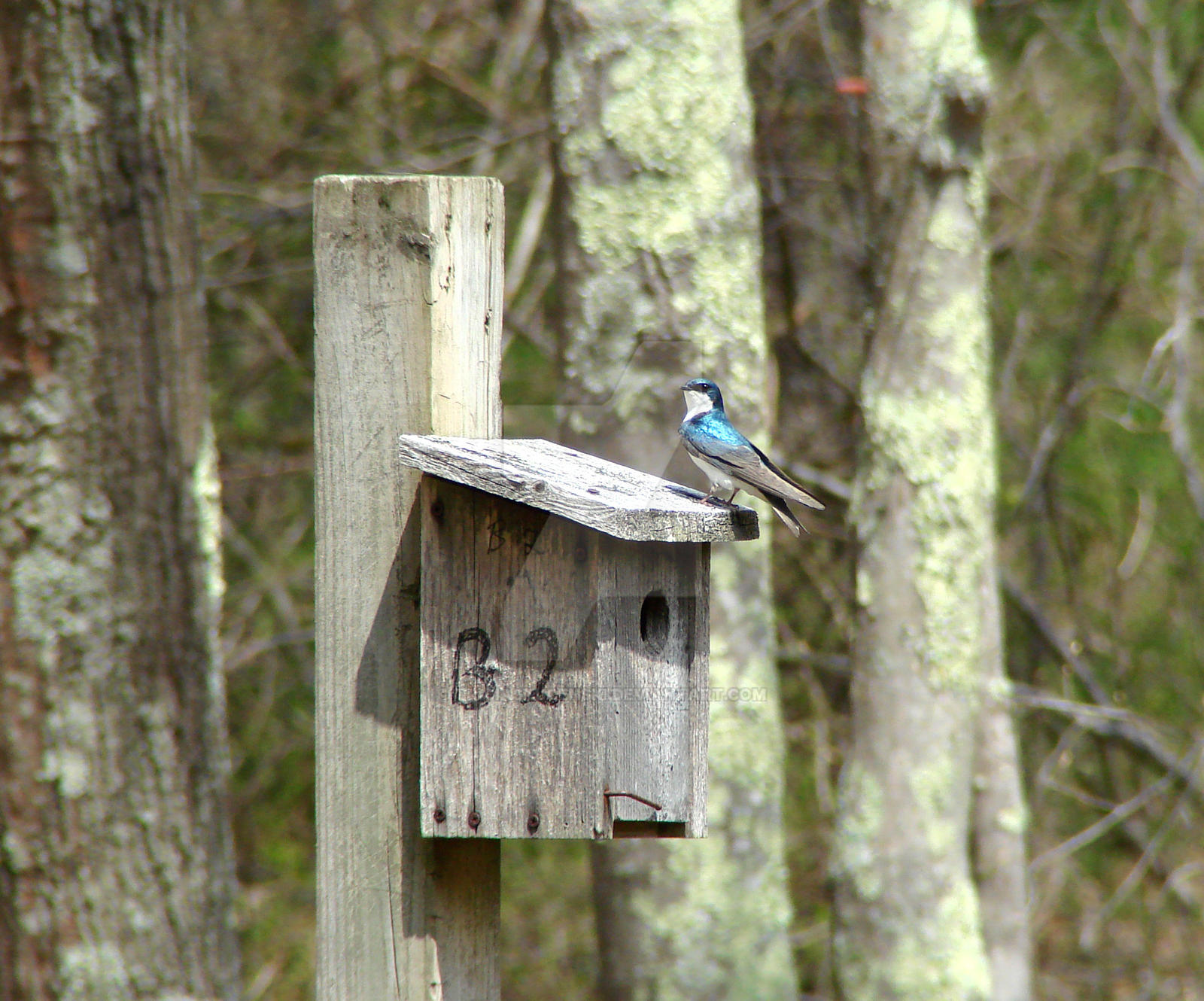 Tree Swallows