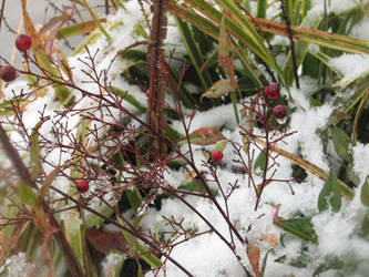 Snow Berries