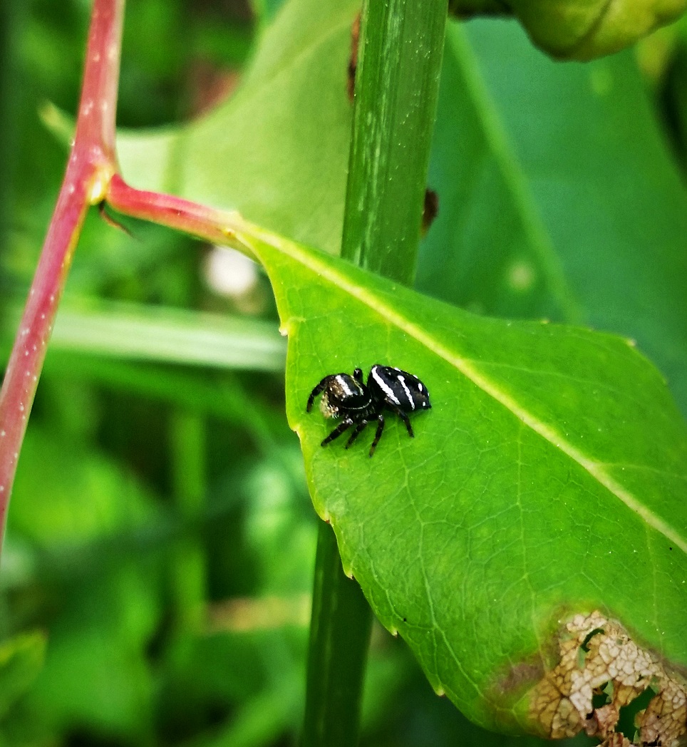 JumpingSpider