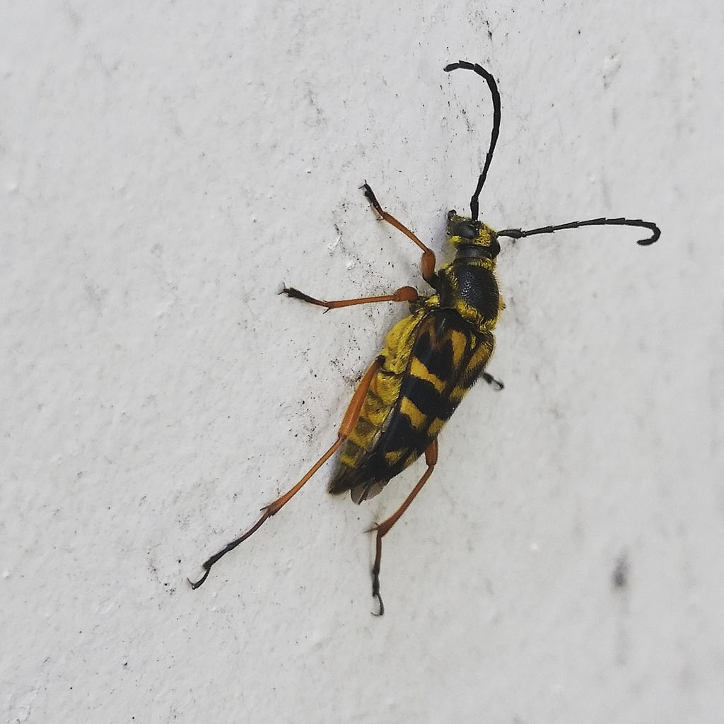 Banded Longhorn Beetle