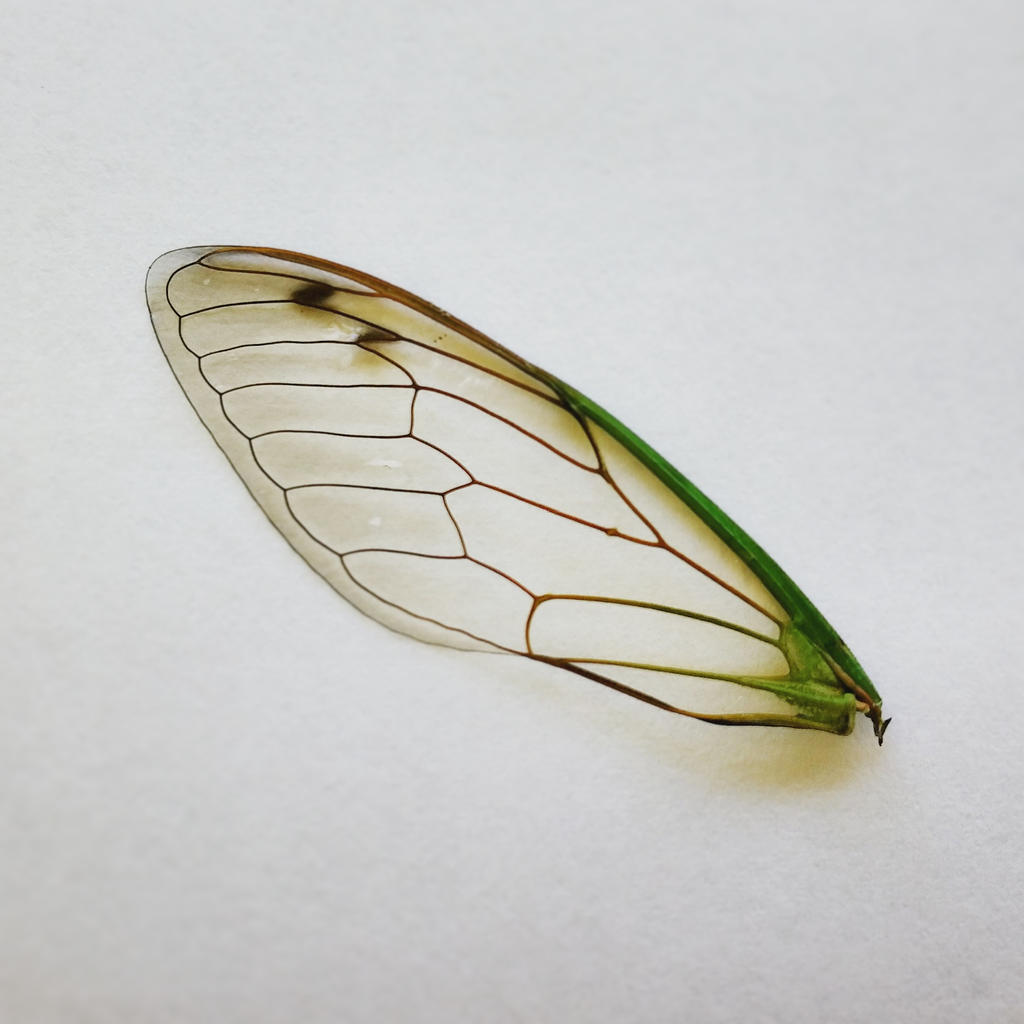 Cicada Wing