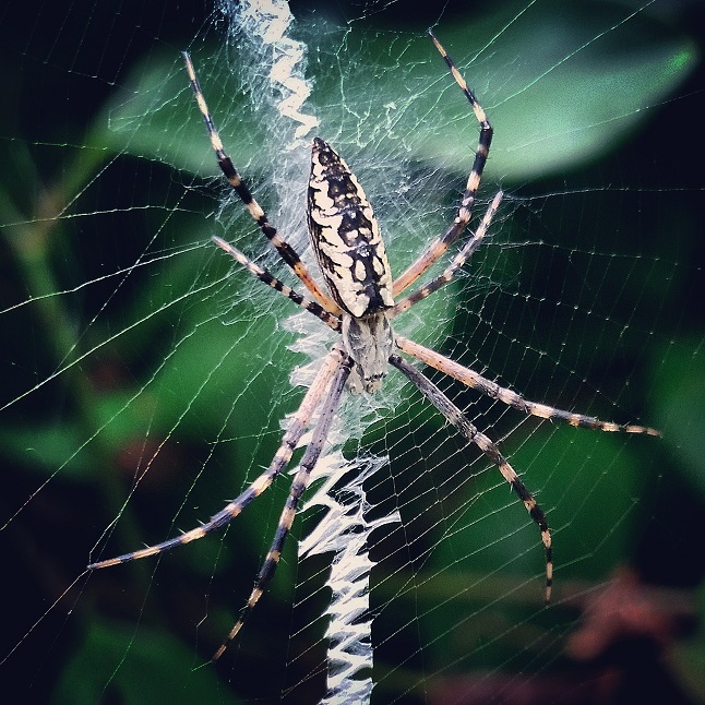 Black and yellow garden spider, aka writing spider