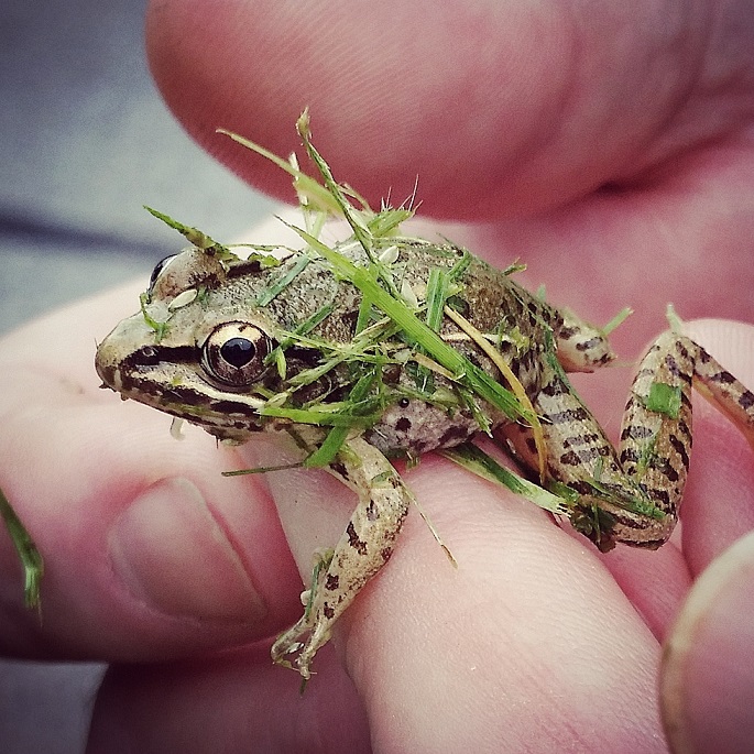 Frog