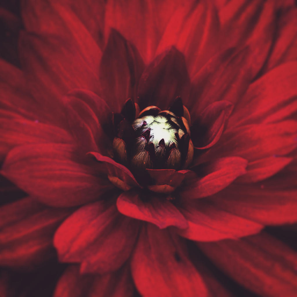 Red Flower