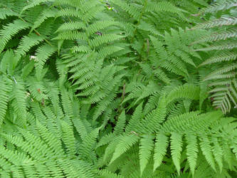 Fern