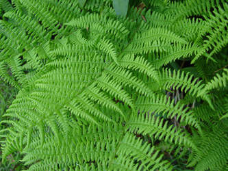 Fern No.2