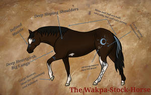 The Wakpa-Stock-Horse Breedsheet 