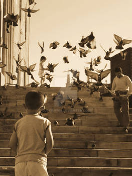 Pigeons in Flight