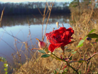 Spring Bloom