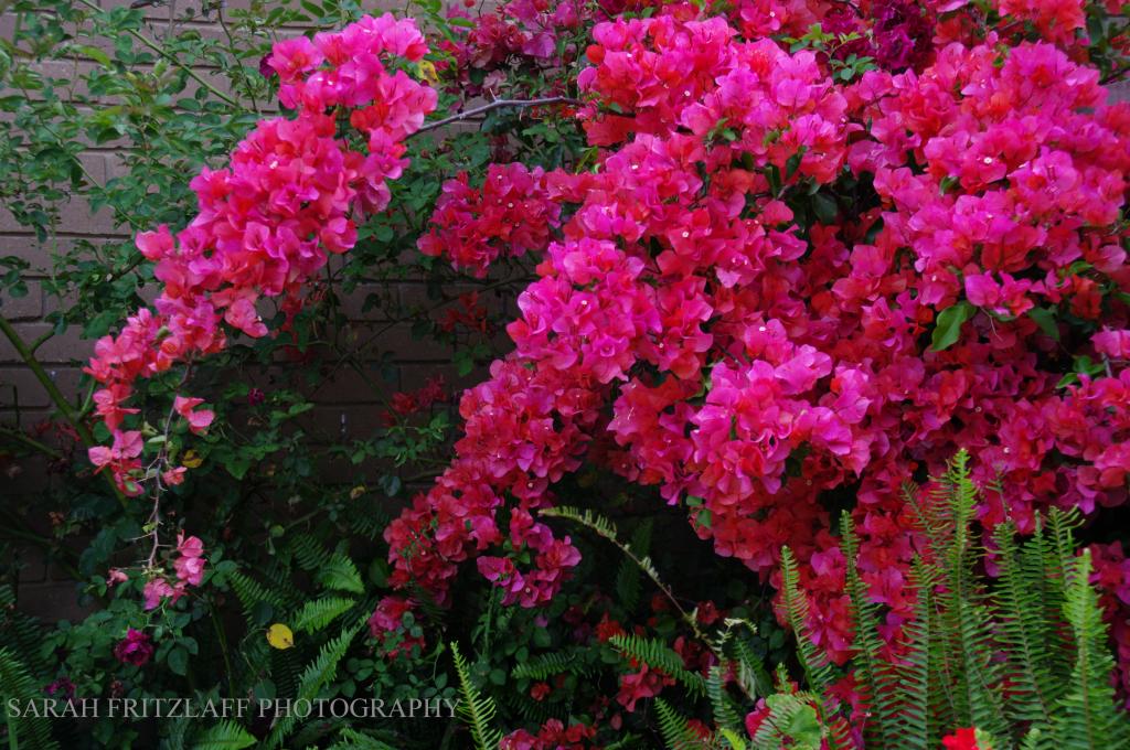 Beautiful Bougainvillea