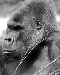 Gorilla Pic