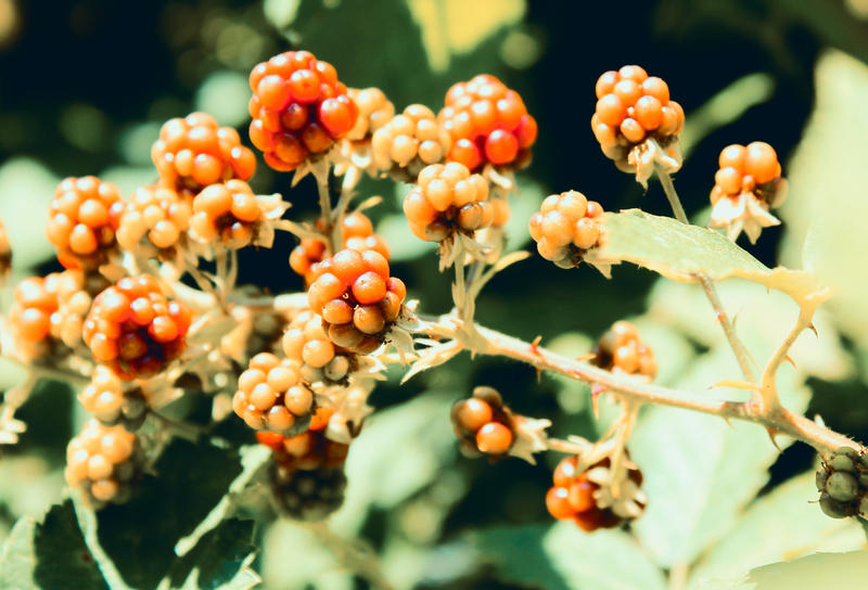 Berries