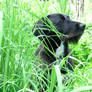 Frodo in Grasses