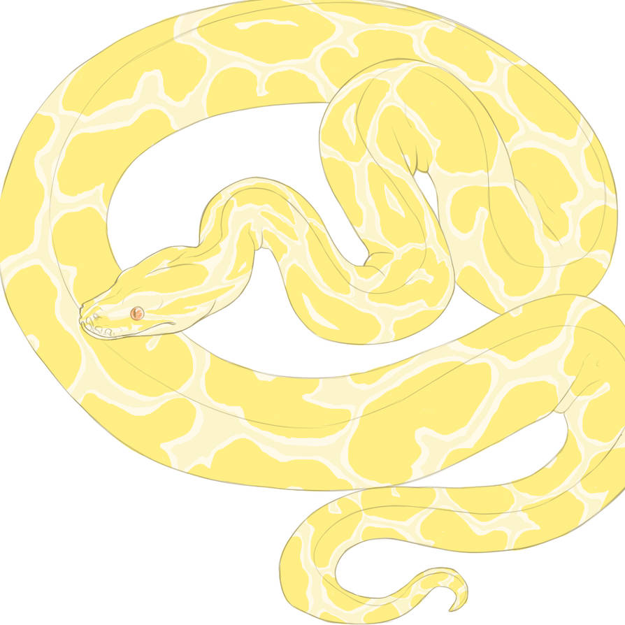 Burmese Python by Khrests on DeviantArt