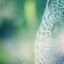 Spider Web