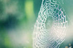 Spider Web by pashia