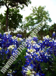 Bluebonnets